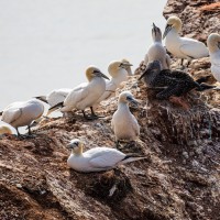 20220910_AusfahrtHelgoland21